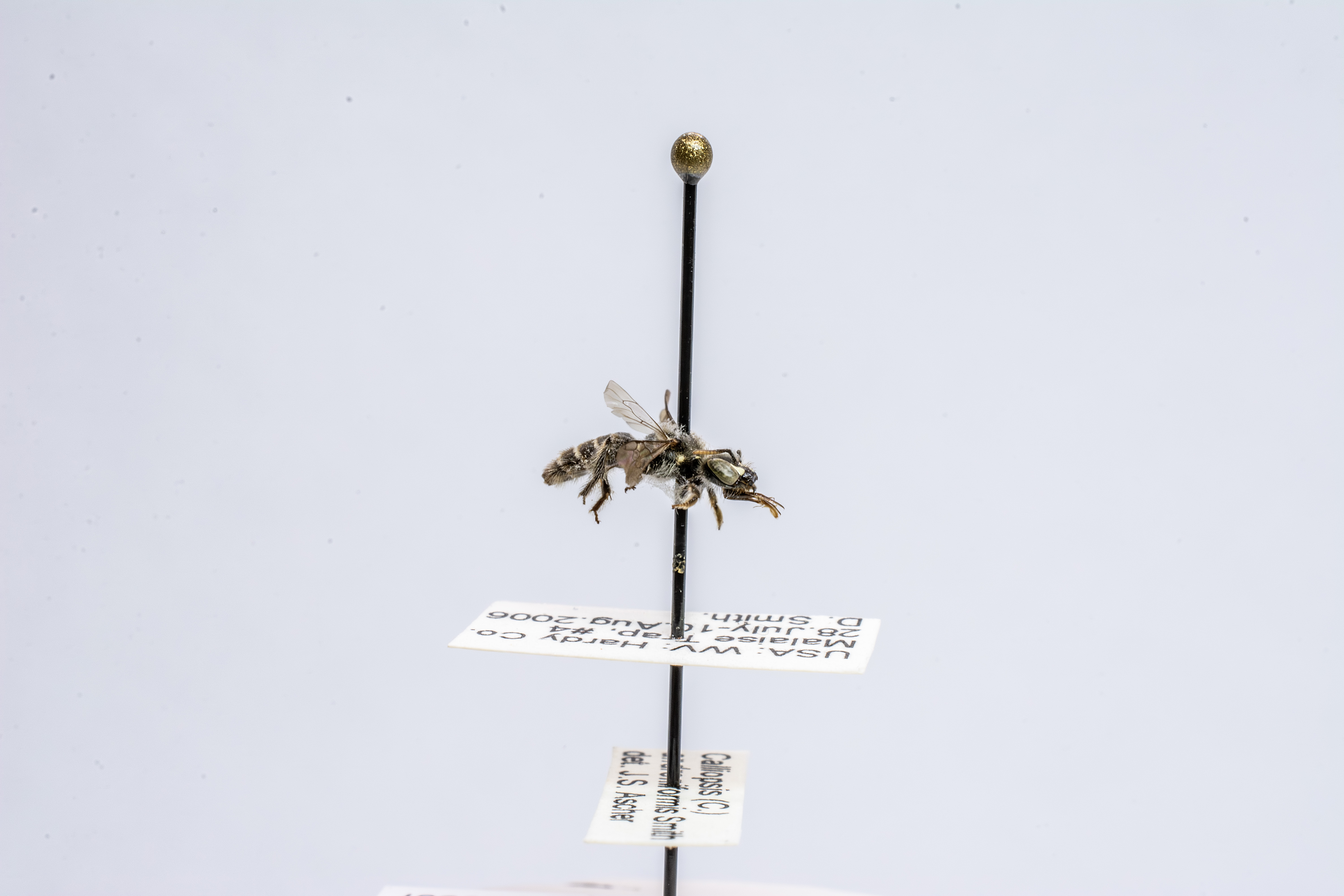 bee specimen
