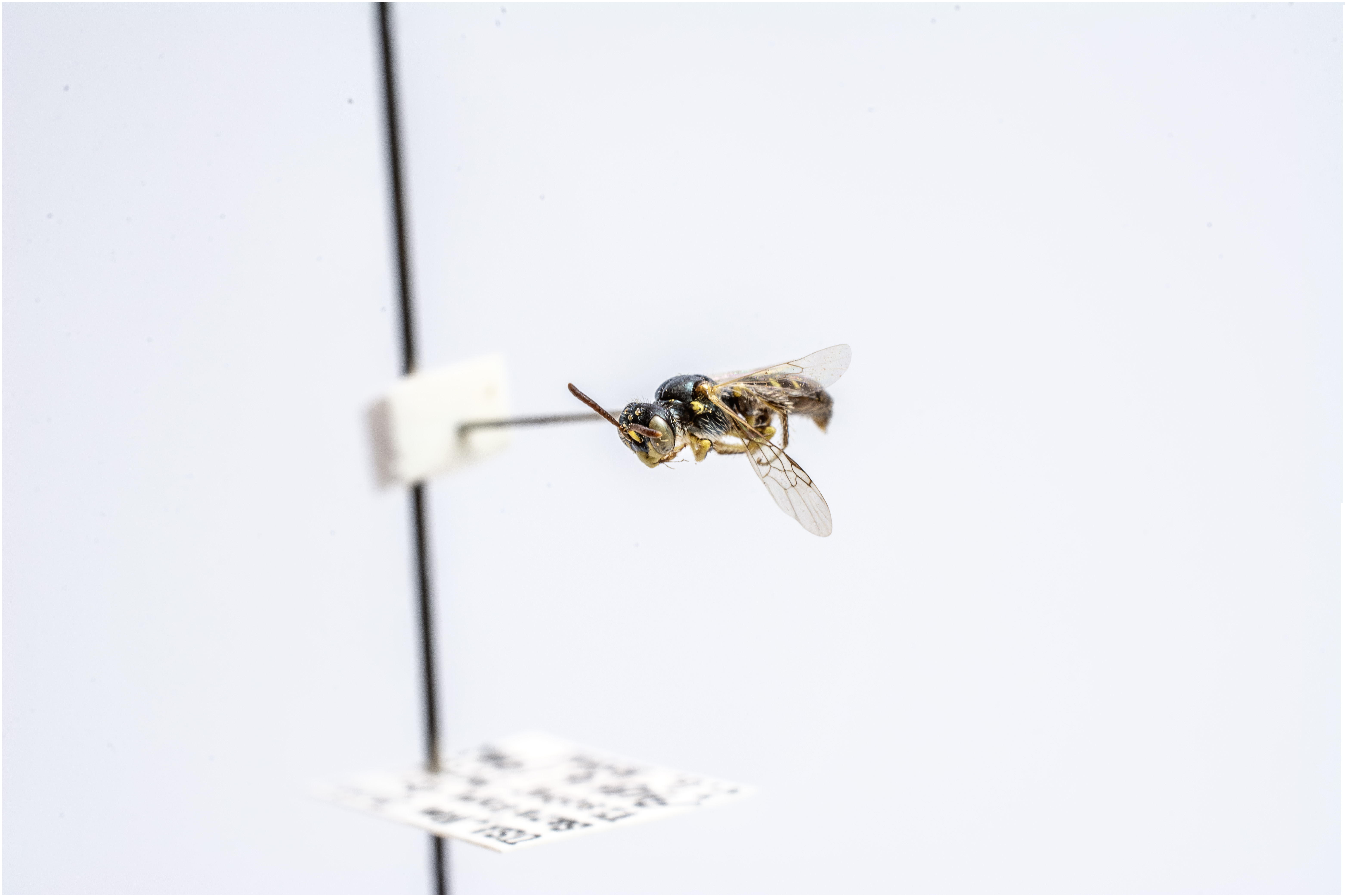 bee specimen