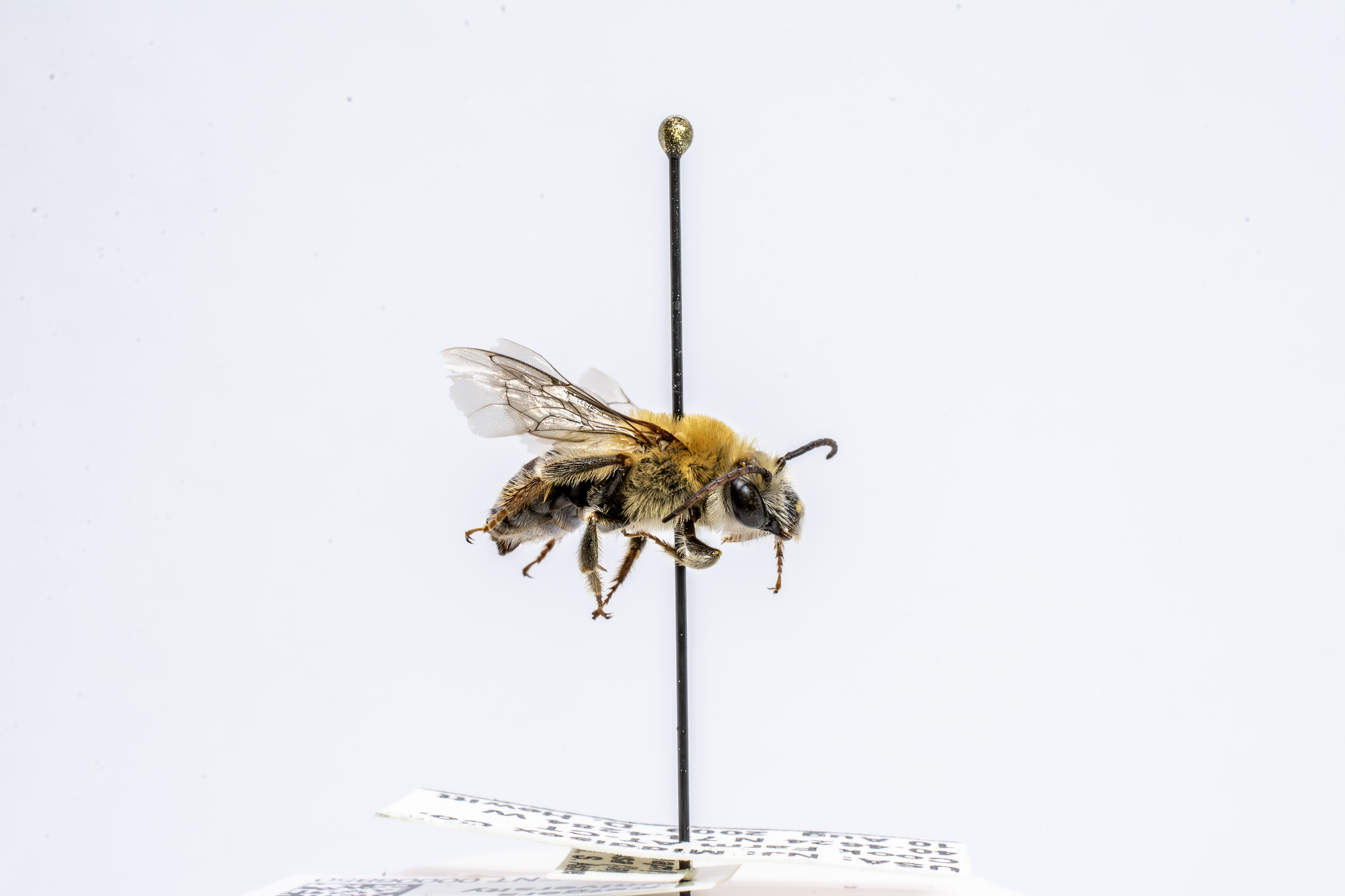bee specimen