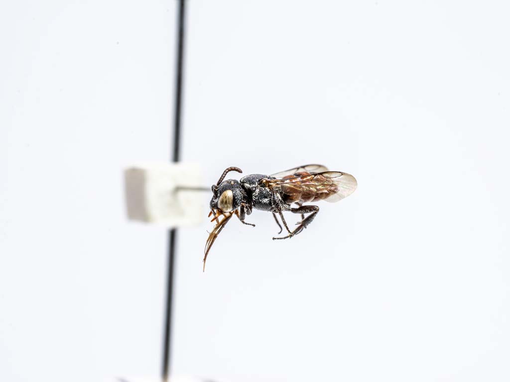 bee specimen