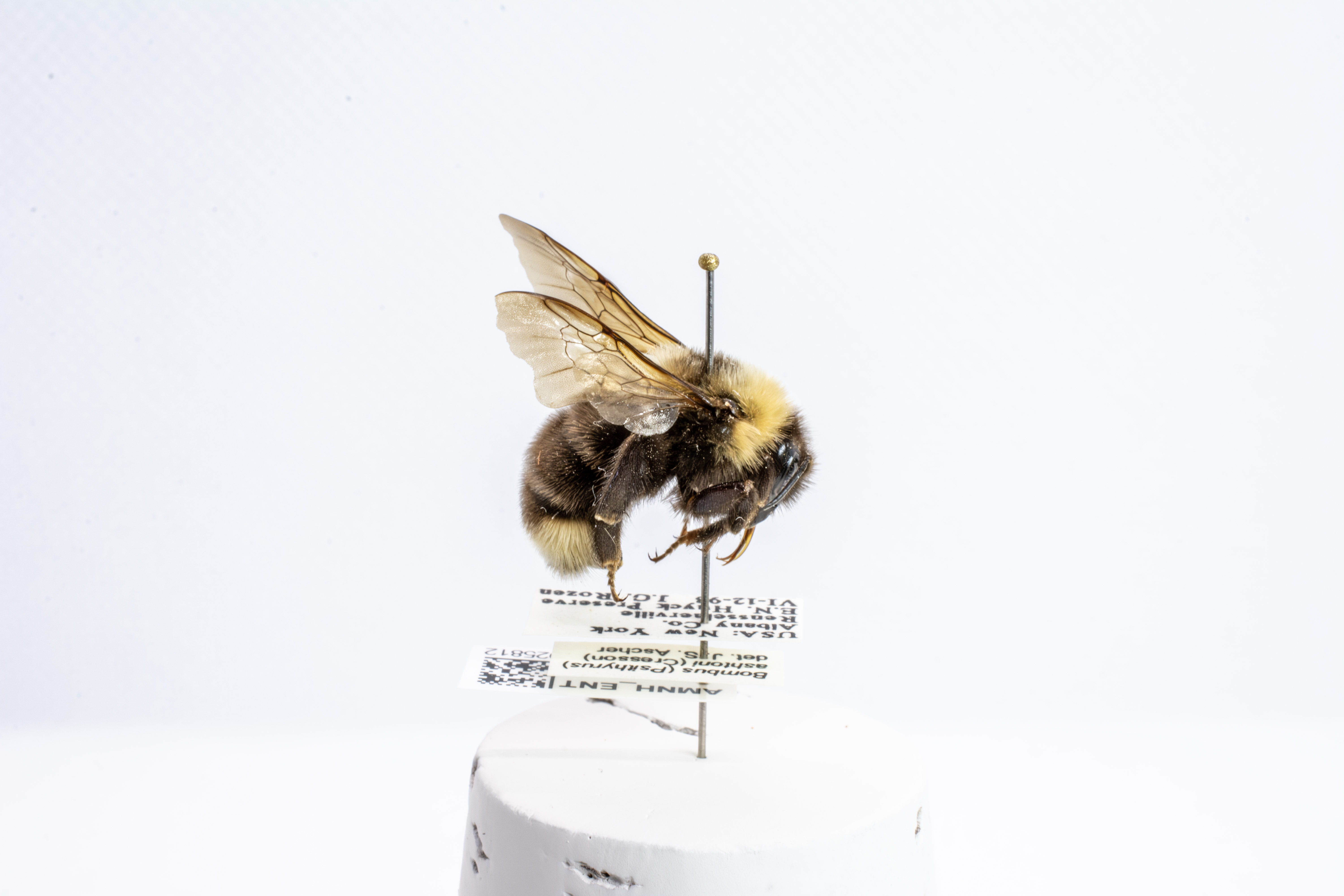 bee specimen