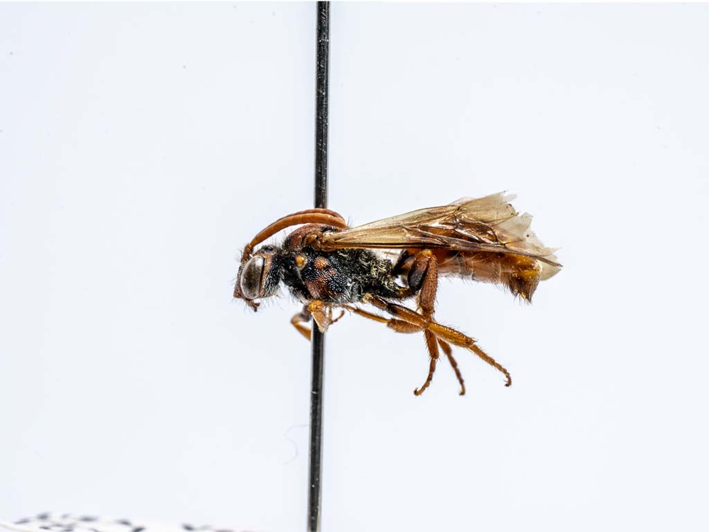 bee specimen