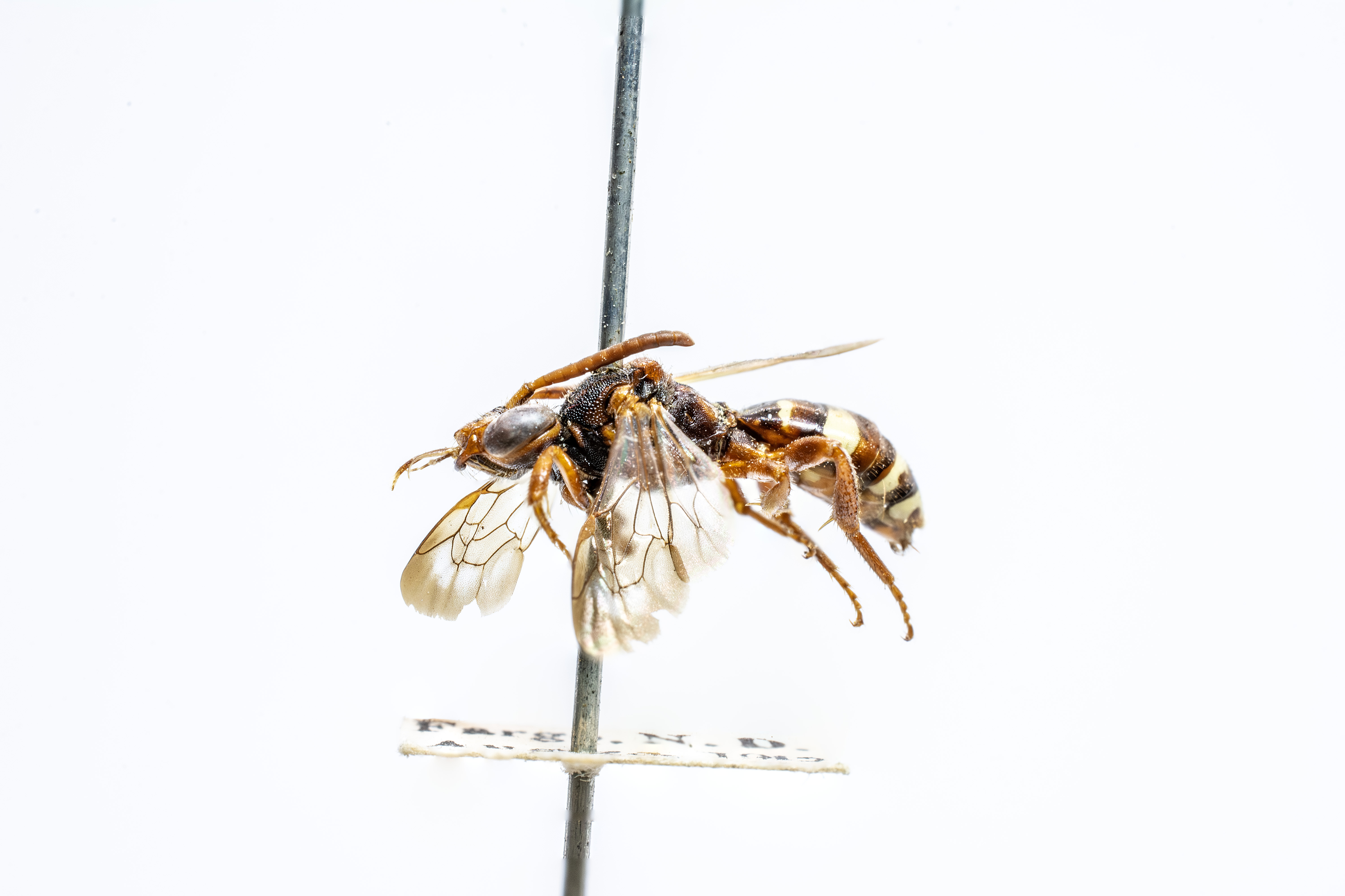 bee specimen