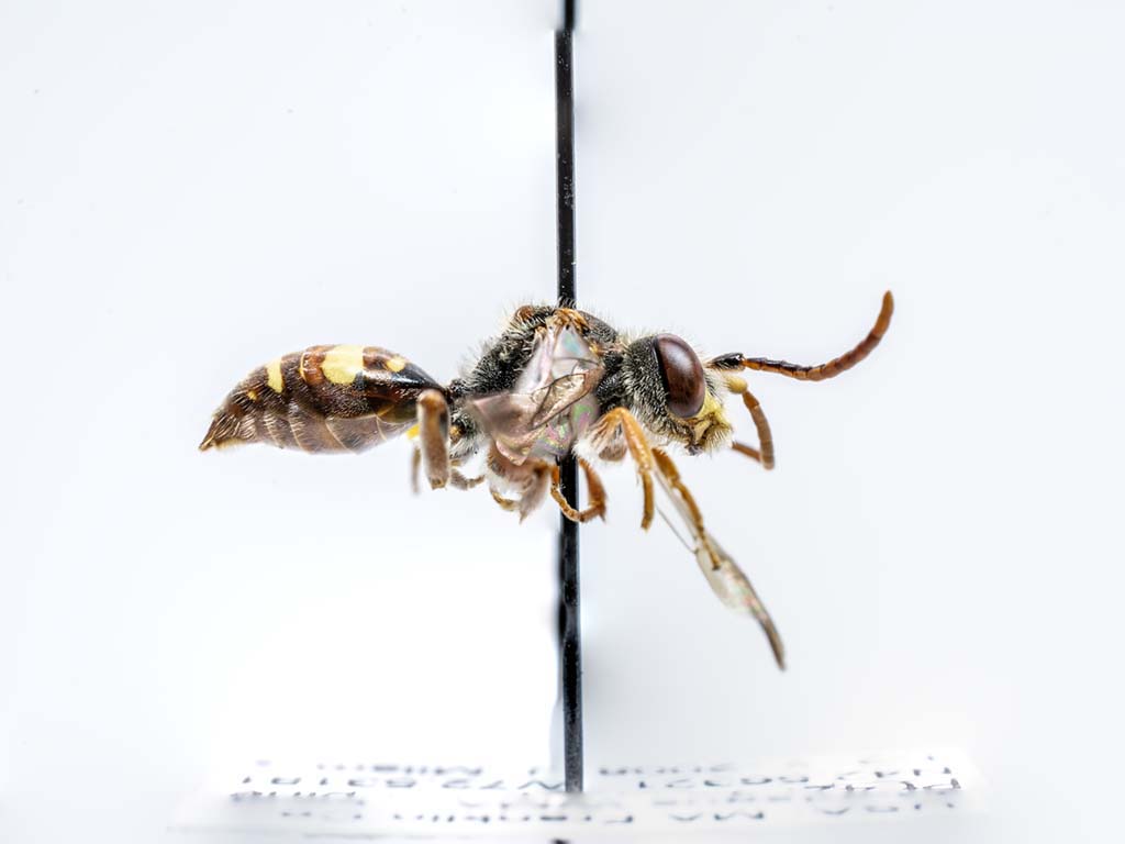 bee specimen