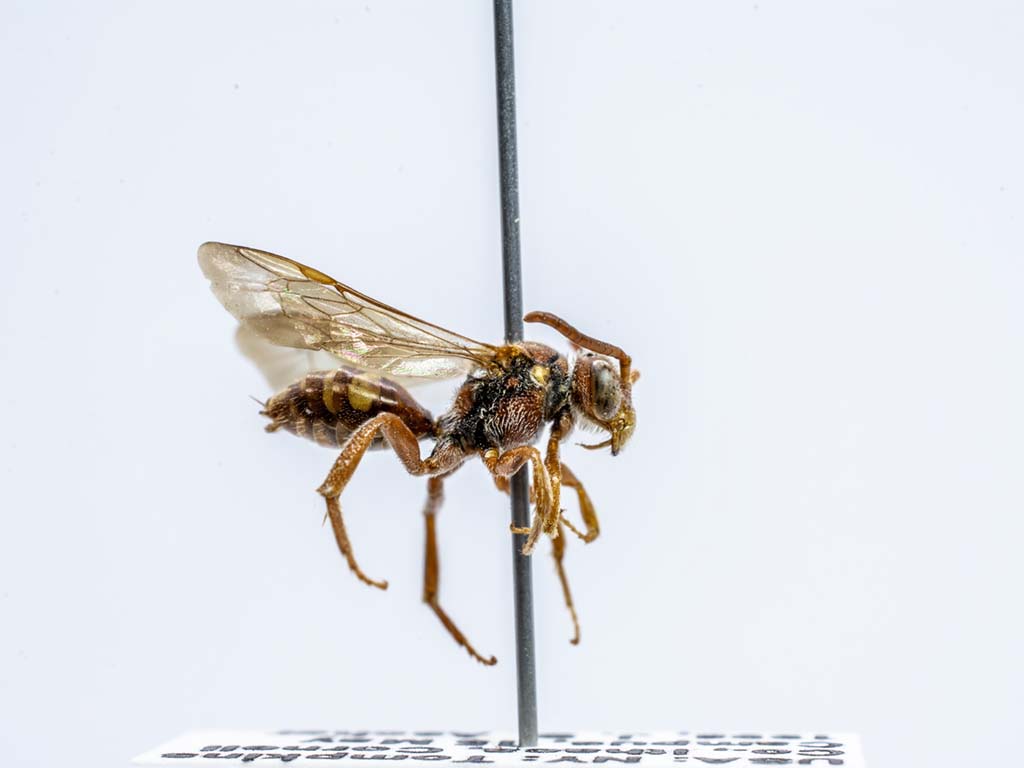 bee specimen