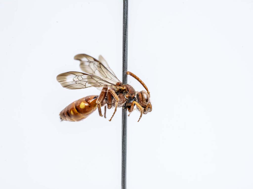 bee specimen