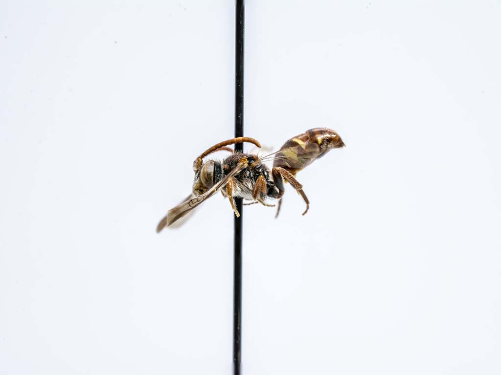bee specimen