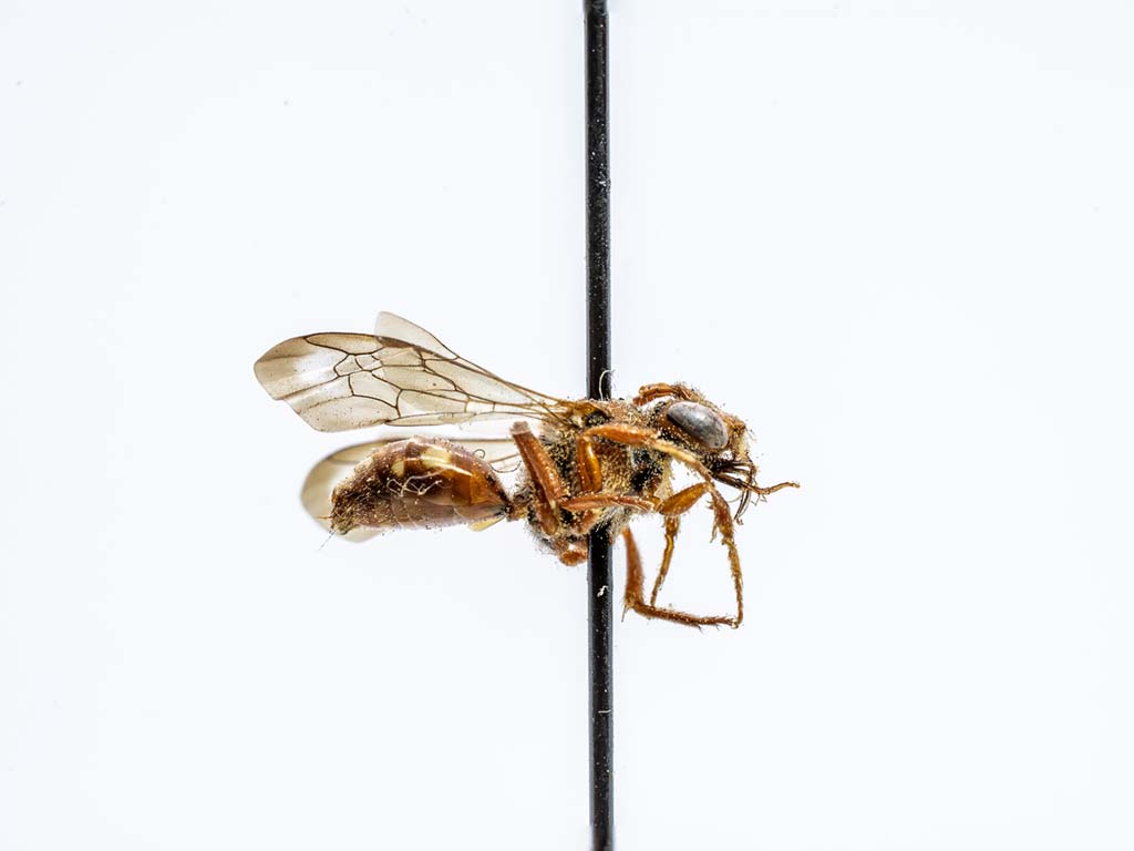 bee specimen