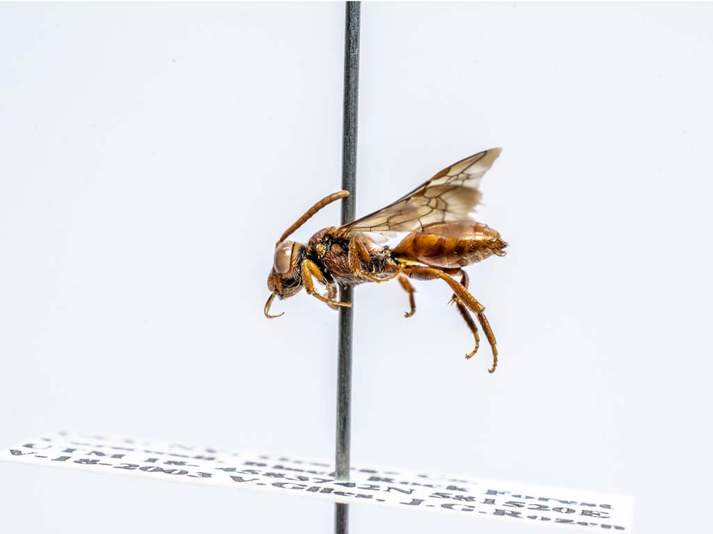 bee specimen