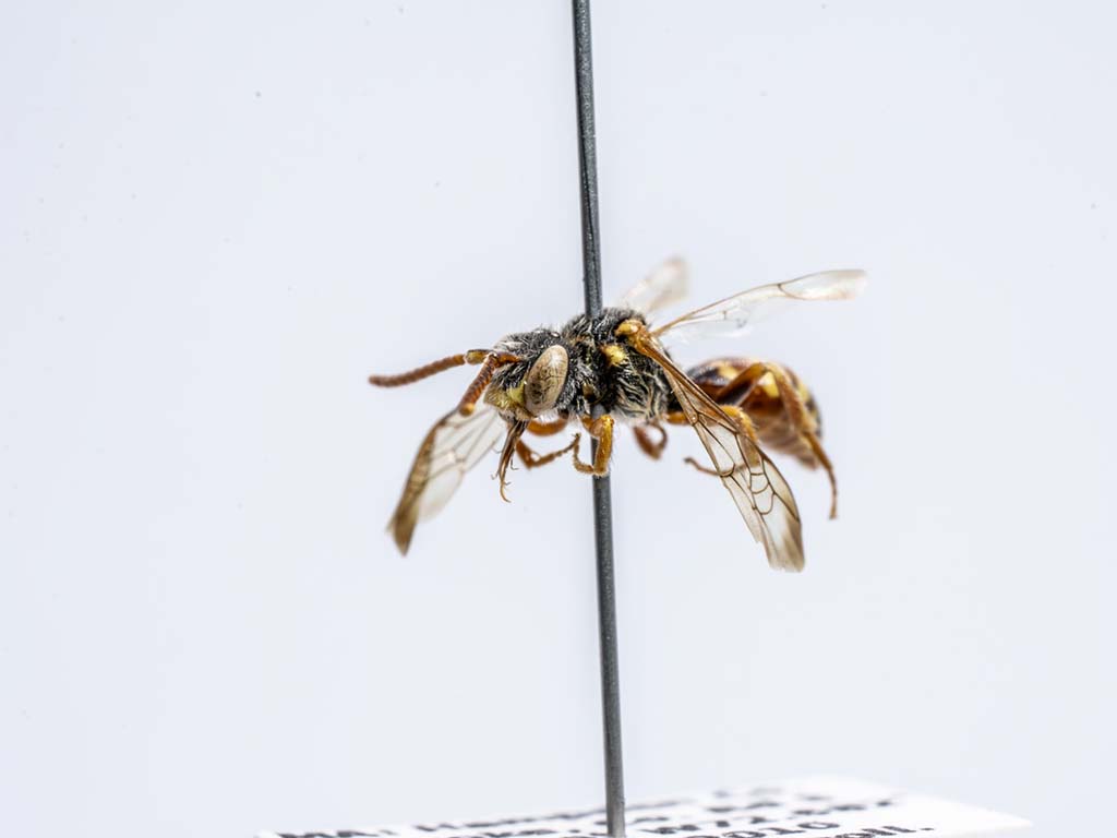 bee specimen