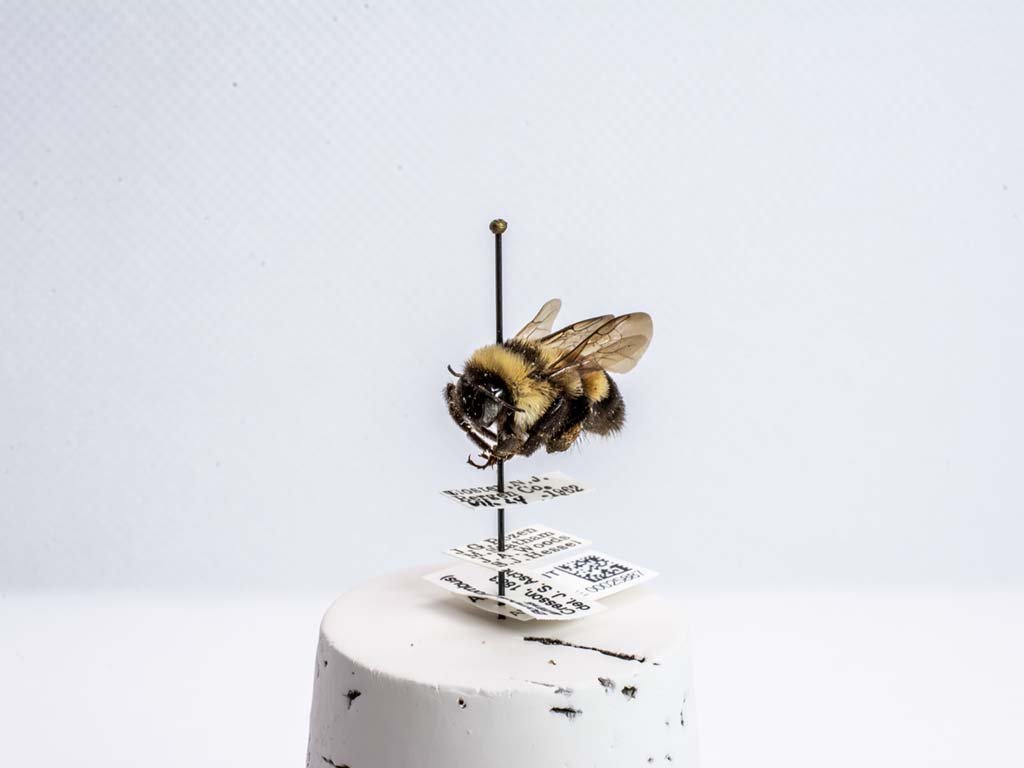bee specimen