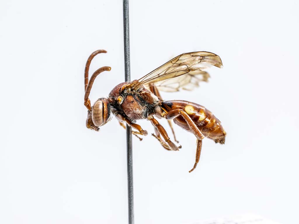 bee specimen