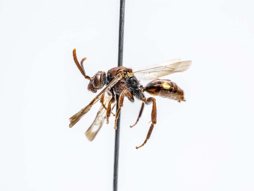 bee specimen