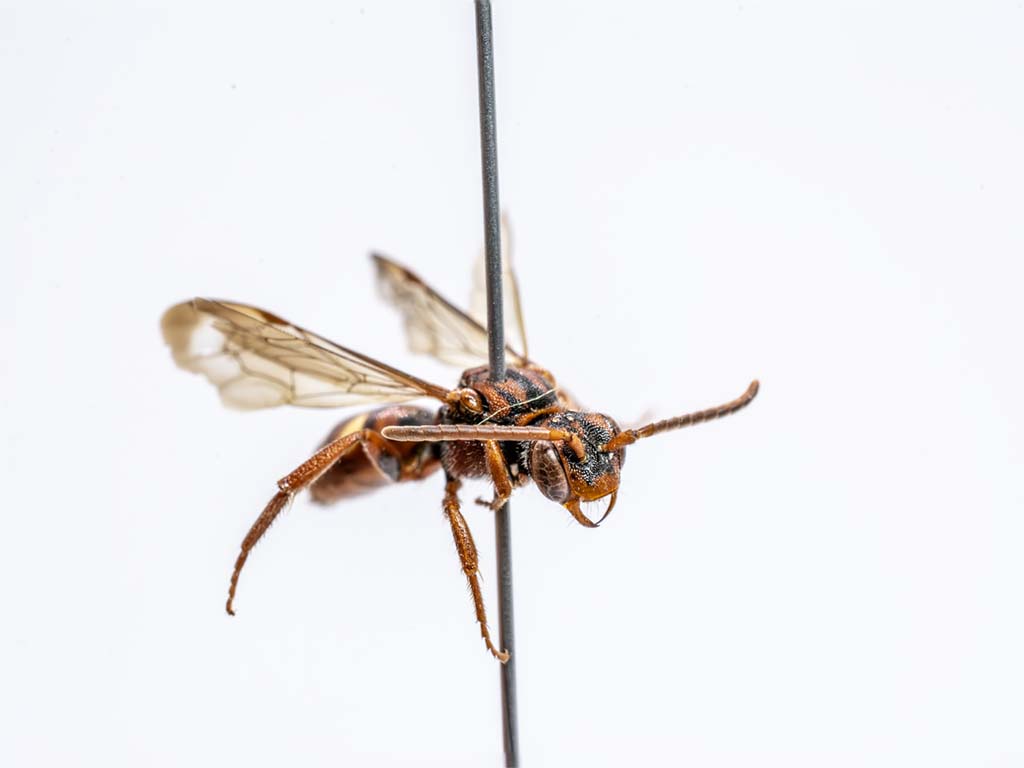bee specimen