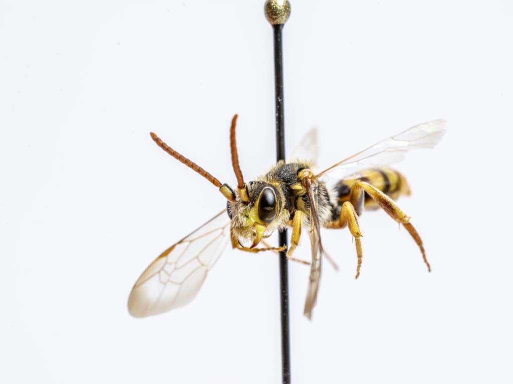 bee specimen
