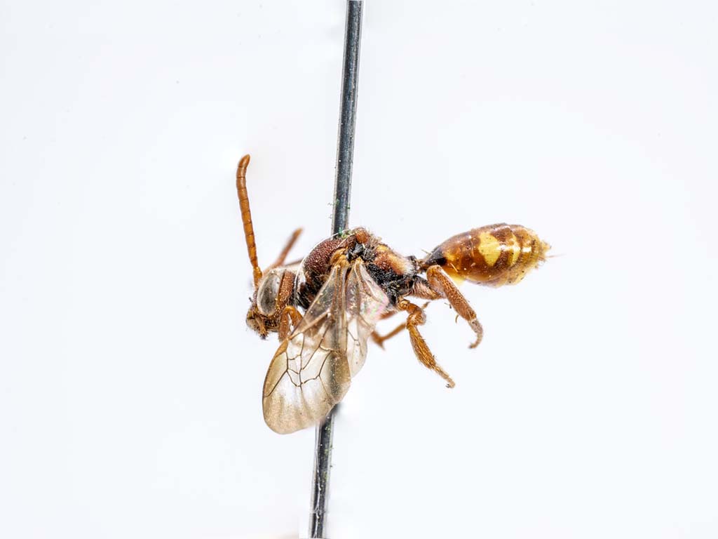 bee specimen
