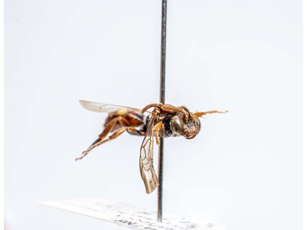 bee specimen