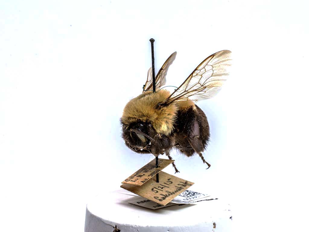 bee specimen