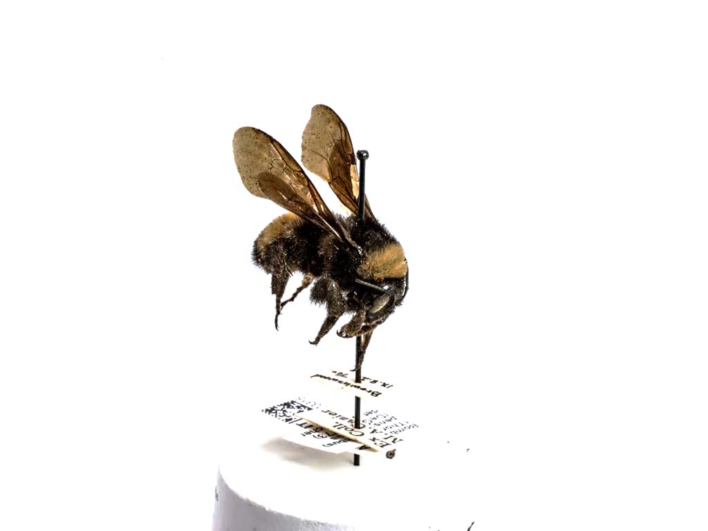 bee specimen