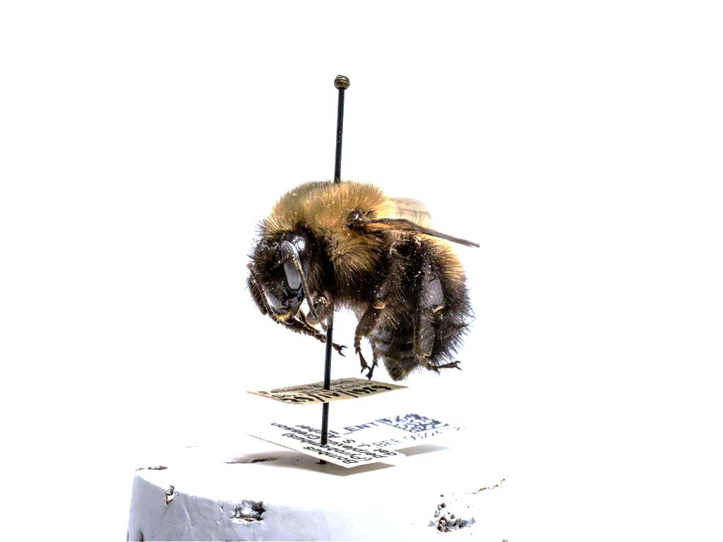 bee specimen