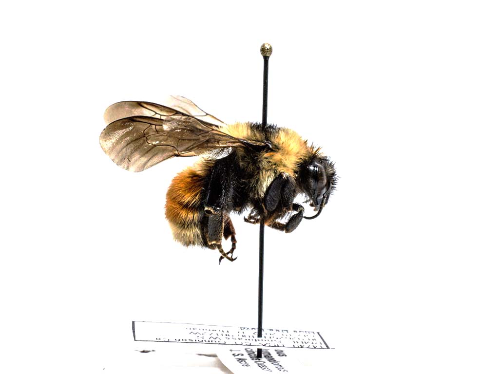 bee specimen