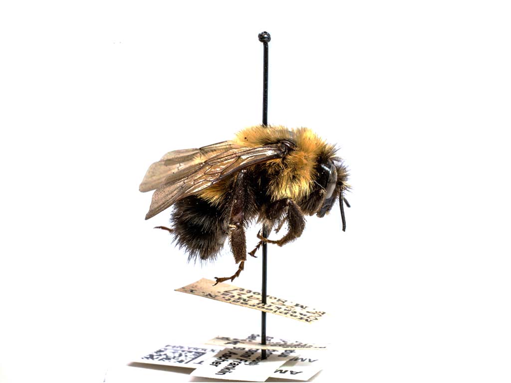 bee specimen