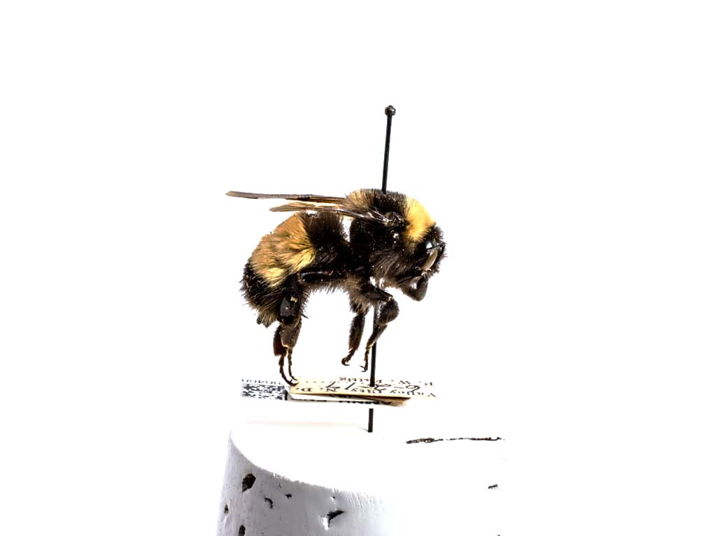 bee specimen