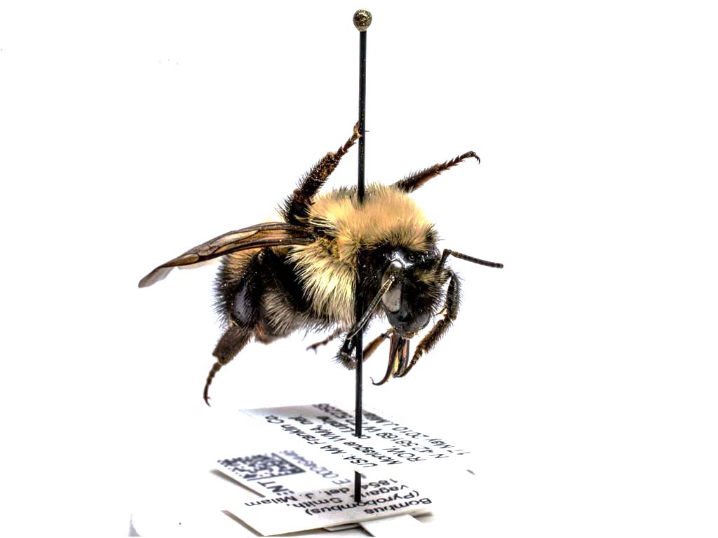 bee specimen
