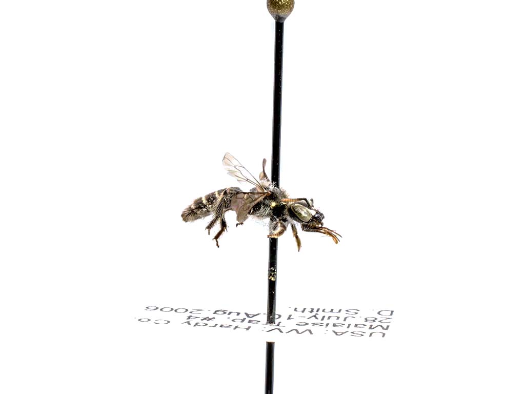 bee specimen
