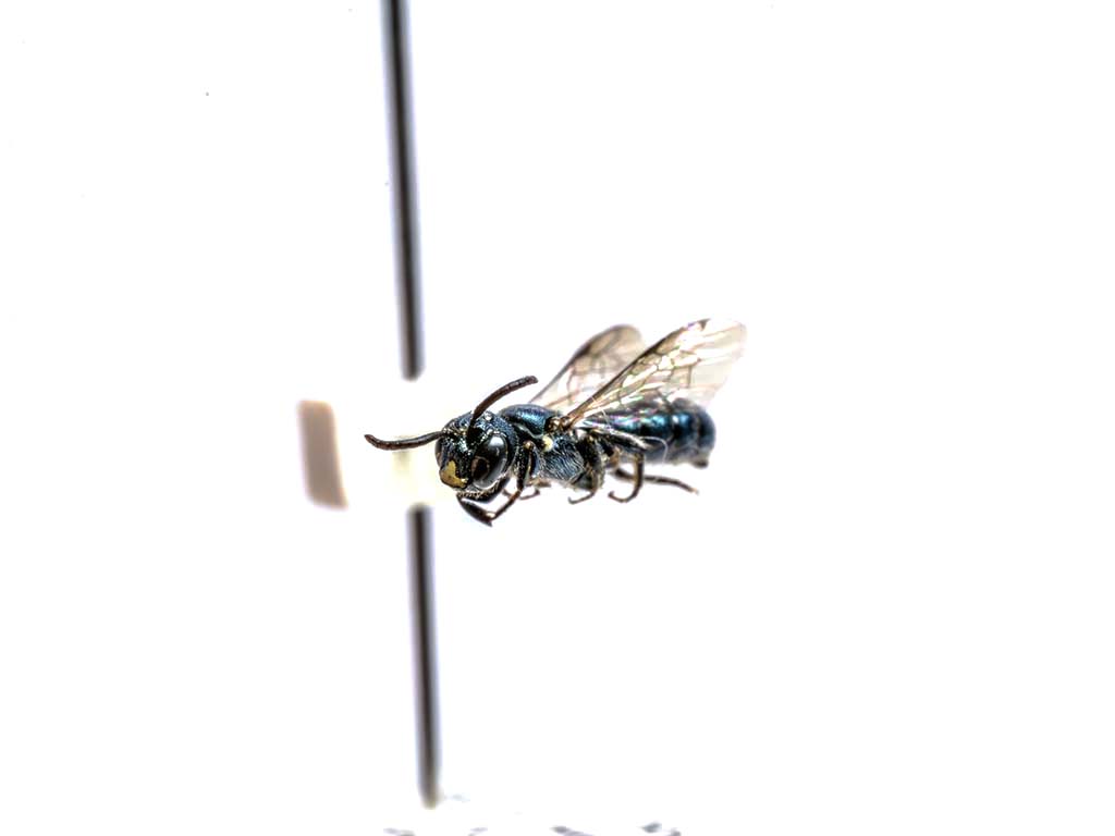 bee specimen