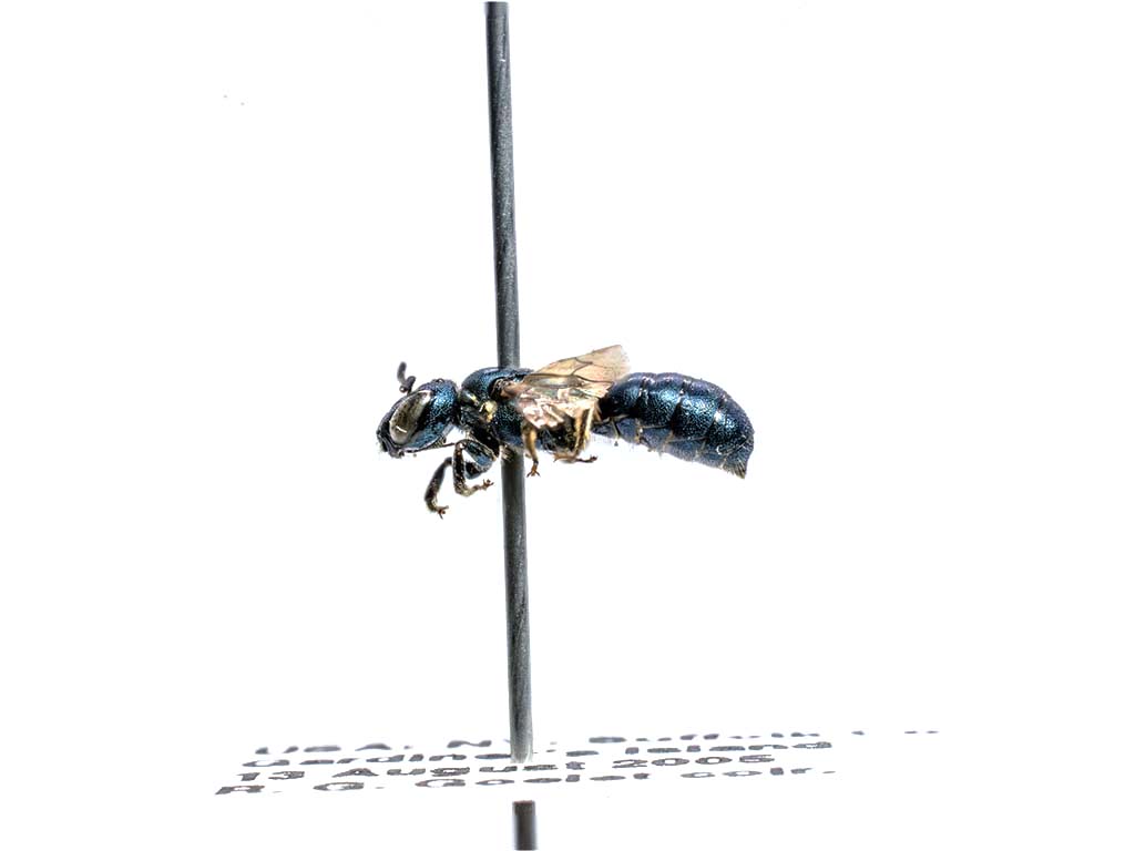 bee specimen