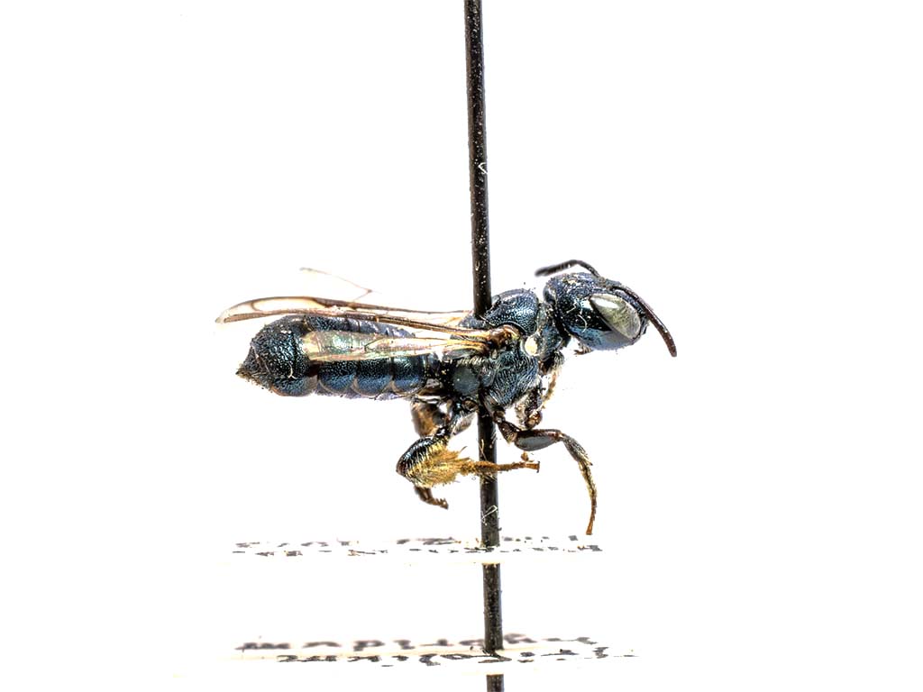 bee specimen