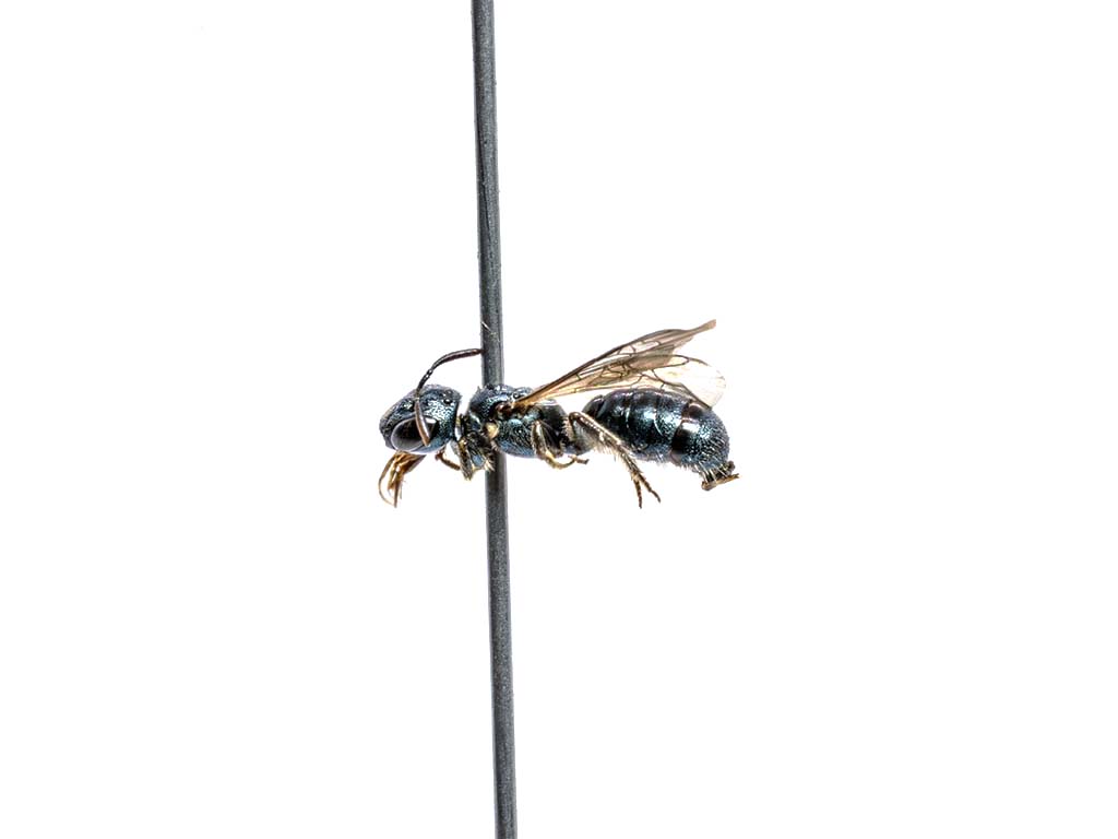 bee specimen