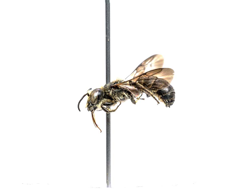 bee specimen